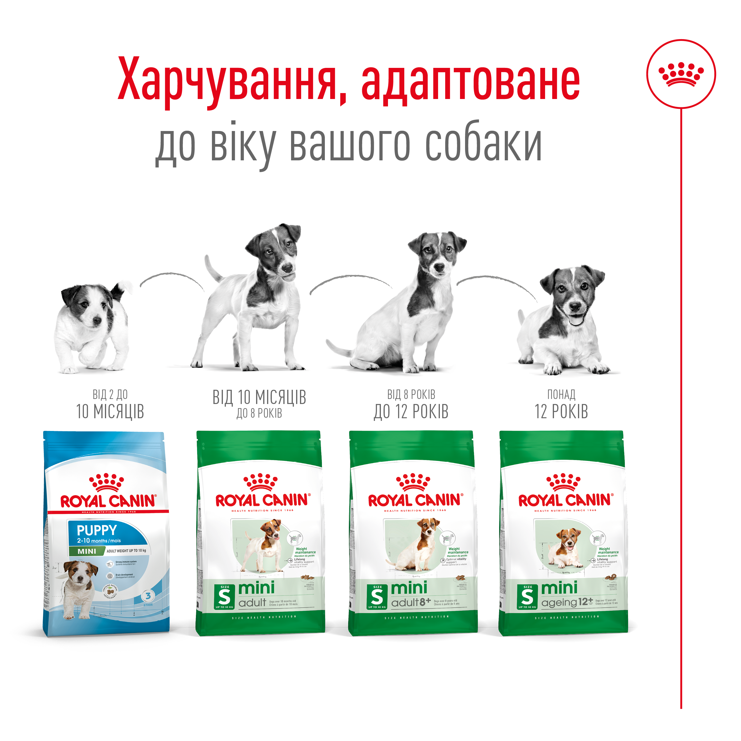 Сухий корм Royal Canin Mini Ageing +12 для собак дрібних порід похилого віку 800г