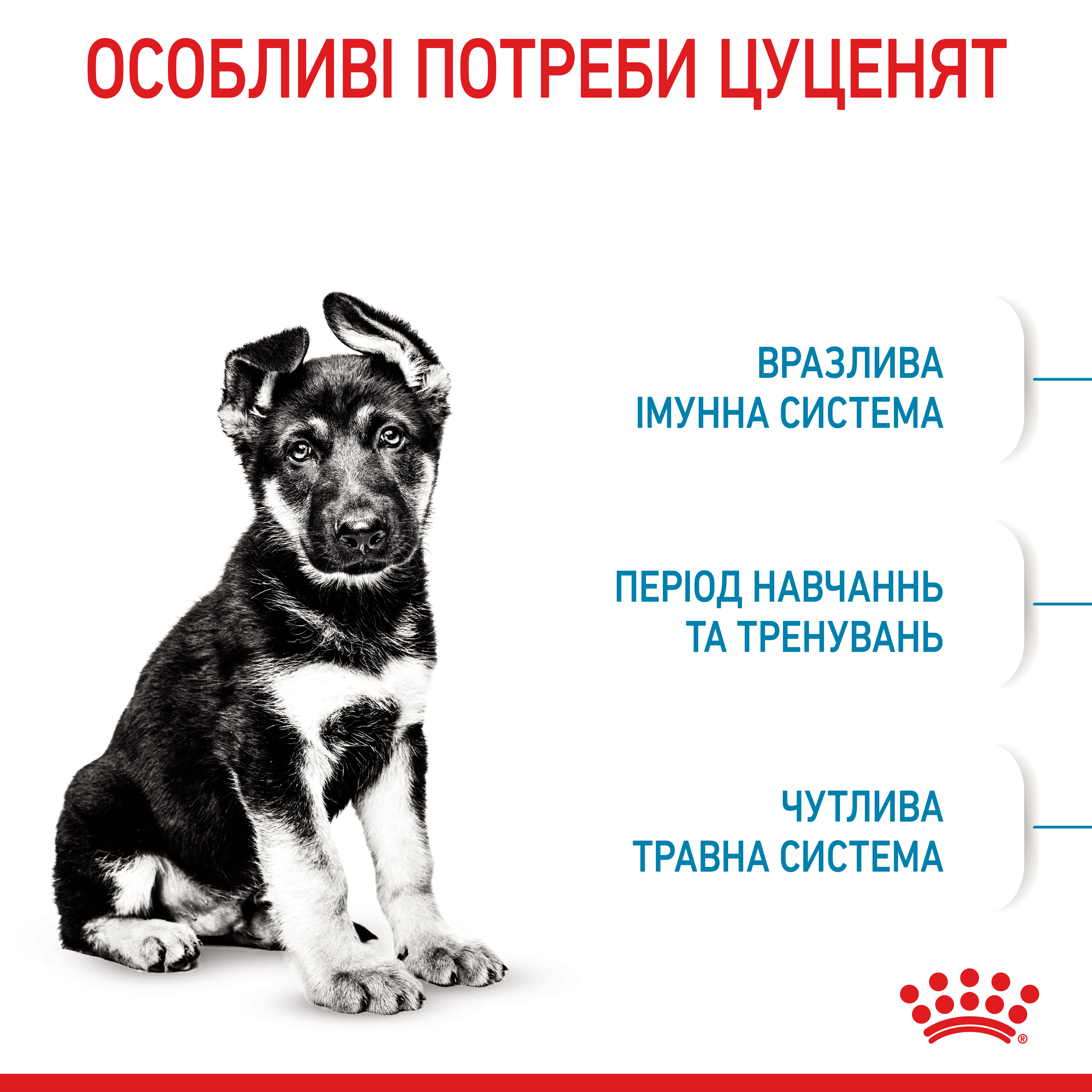 Сухий корм Royal Canin Maxi Puppy для цуценят великих порід 1кг