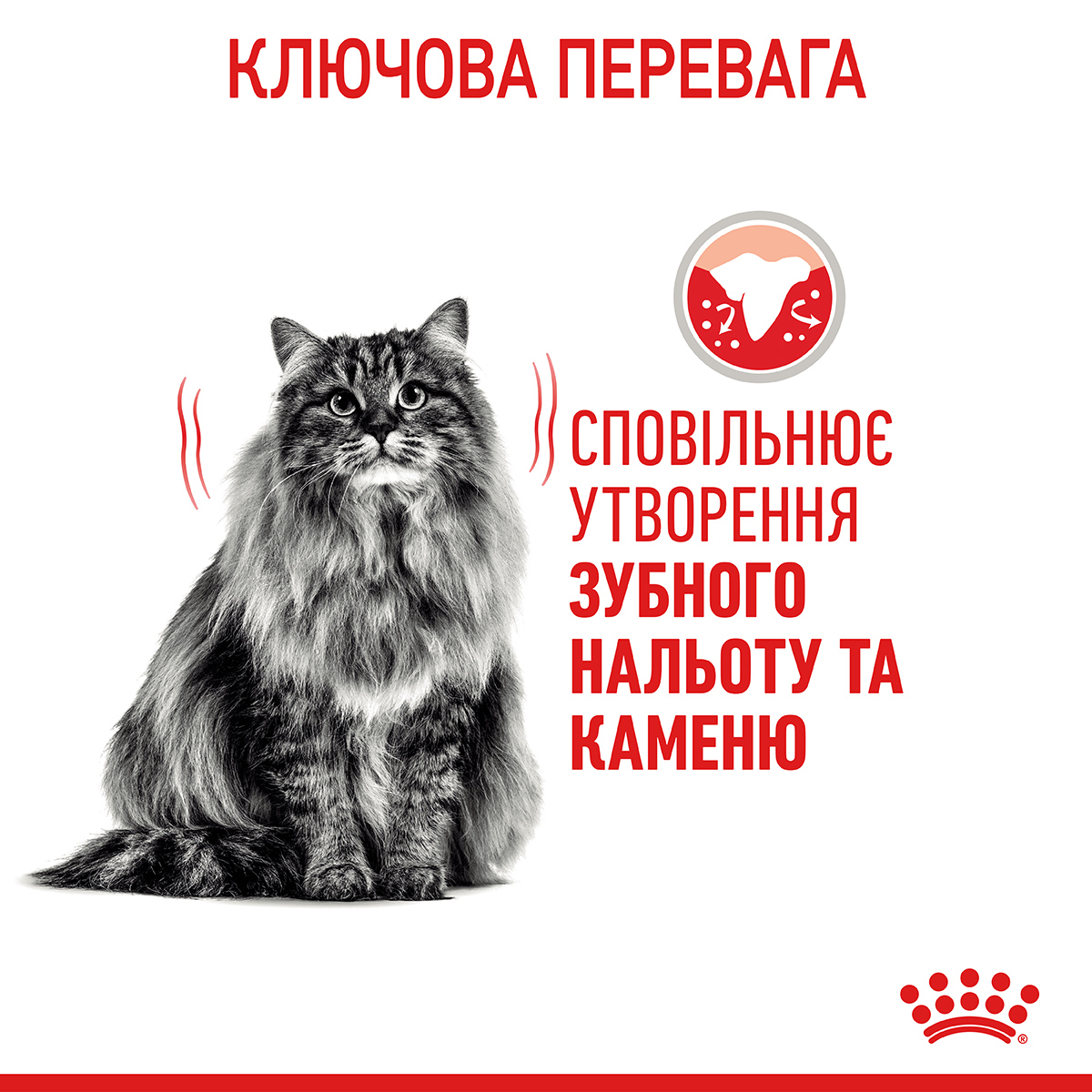 Сухий корм Royal Canin Dental Care для котів догляд за зубами 1,5кг
