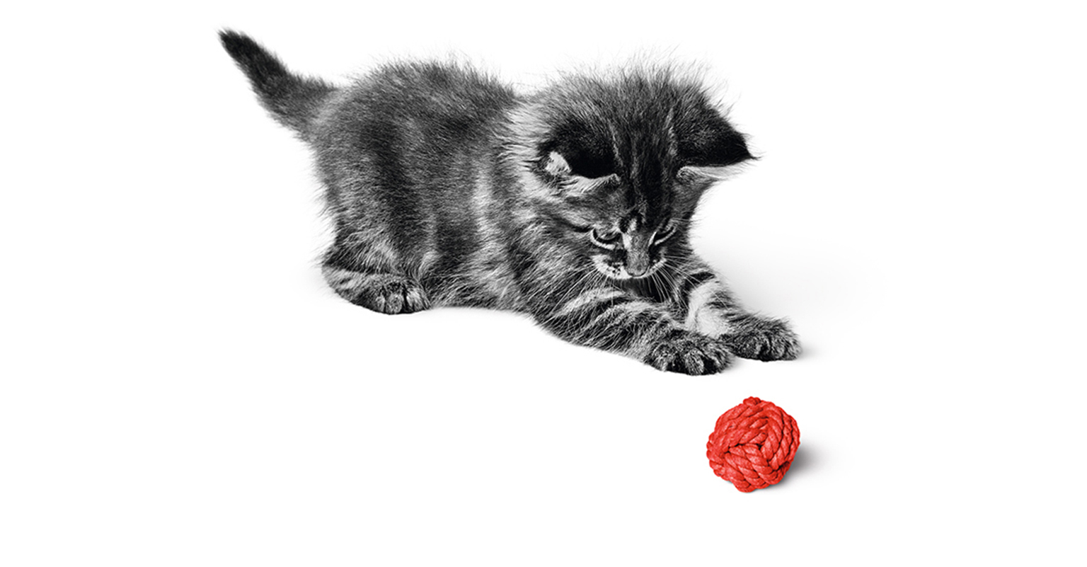 Сухий корм Royal Canin Kitten для кошенят віком від 4 до 12 місяців 4кг