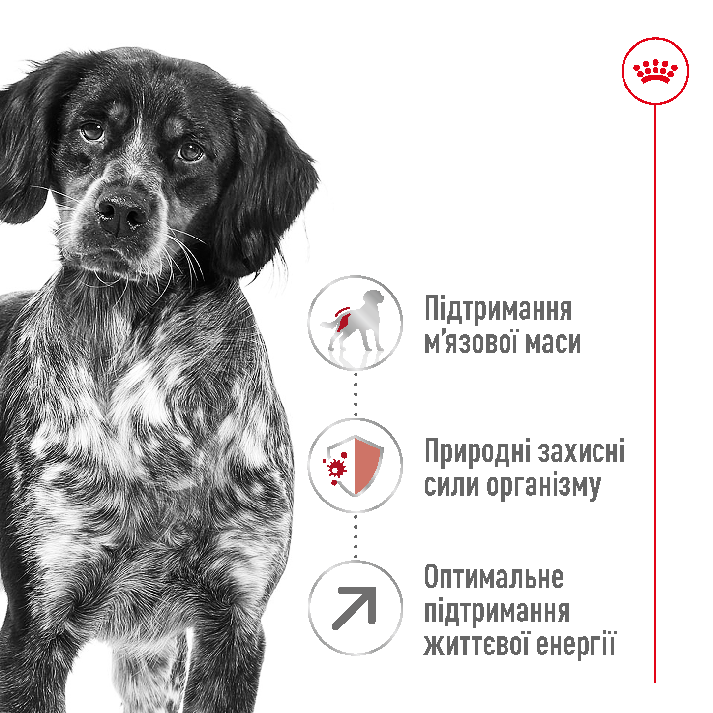 Сухий корм Royal Canin Medium Adult 7+ для собак середніх порід старше 7 років 4кг