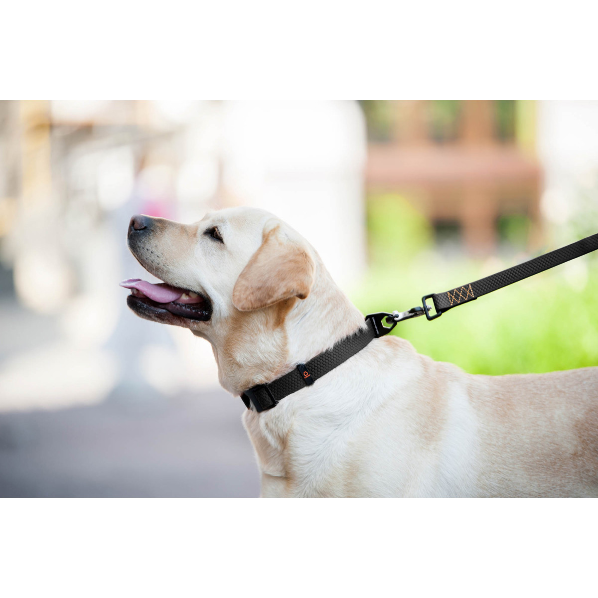 Collar Evolutor Повідець Еволютор для собак 25 мм,120 см,Чорний