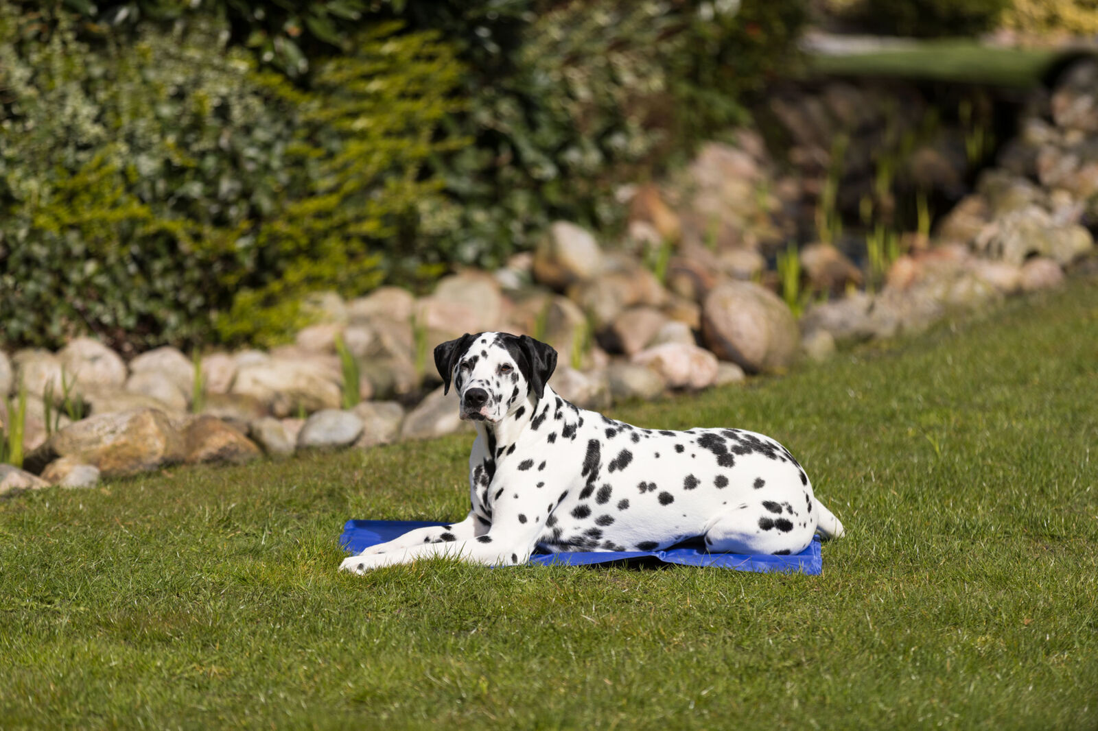 Trixie Cooling Mat Підстилка охолоджувальна для собак та котів синя 110 х 70 см