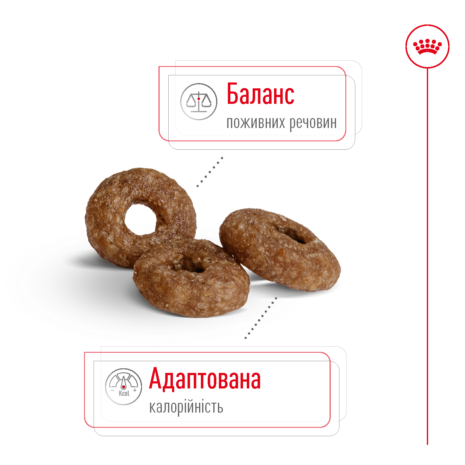 Сухий корм Royal Canin Mini Ageing +12 для собак дрібних порід похилого віку 800г