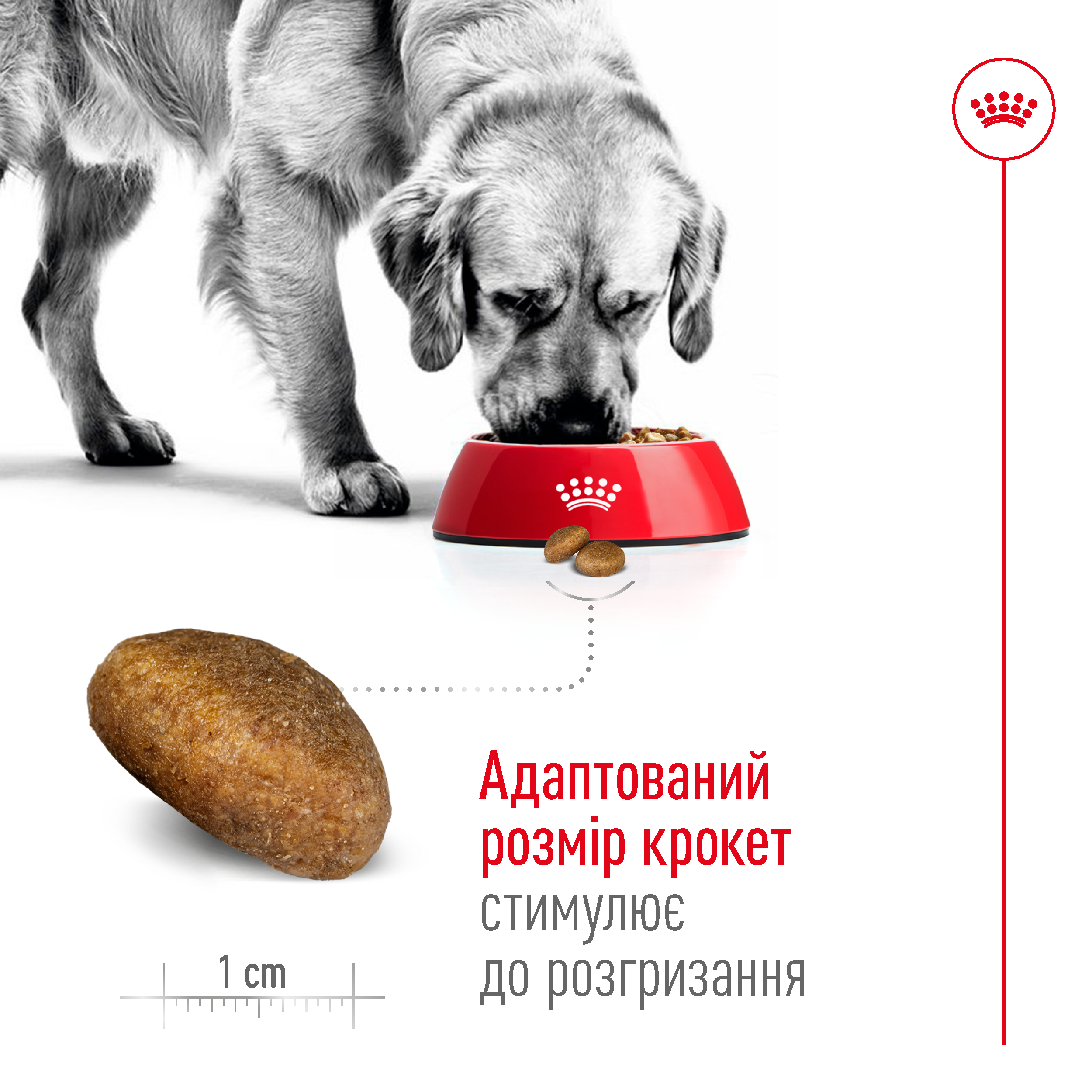 Сухий корм Royal Canin Maxi Adult для собак великих порід 4кг