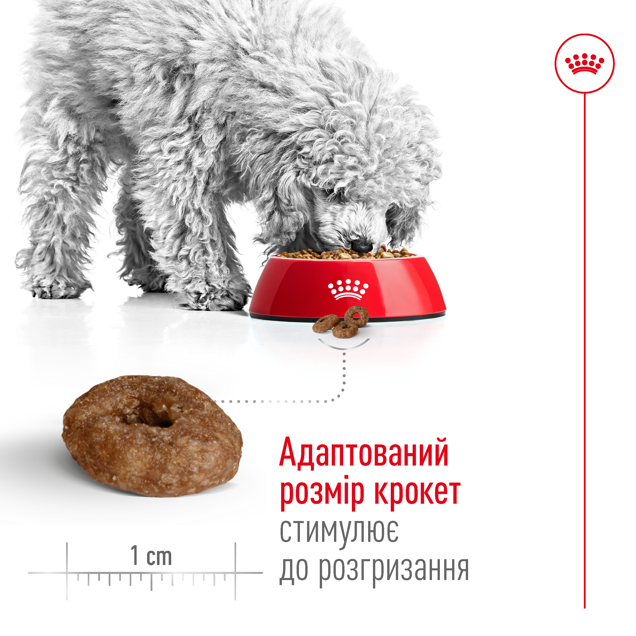 Сухий корм Royal Canin Mini Ageing +12 для собак дрібних порід похилого віку 800г