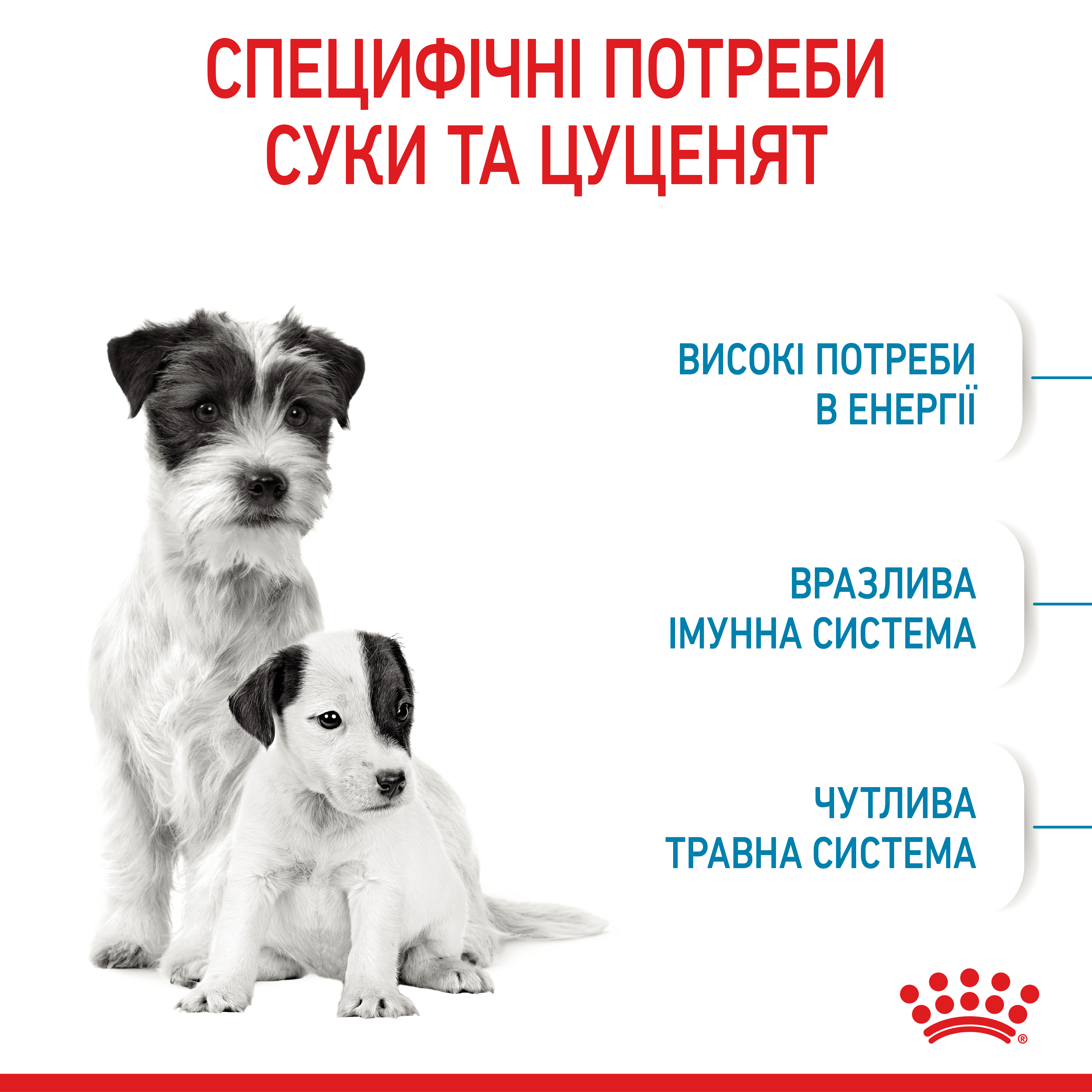 Сухий корм Royal Canin Mini Starter для цуценят дрібних порід стартовий 1кг