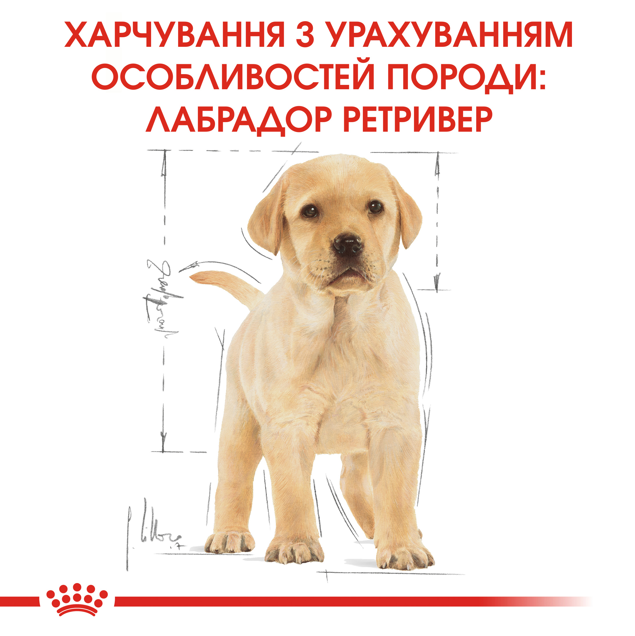 Сухий корм Royal Canin Labrador Retriever Junior для цуценят лабрадорів ретріверів 3кг