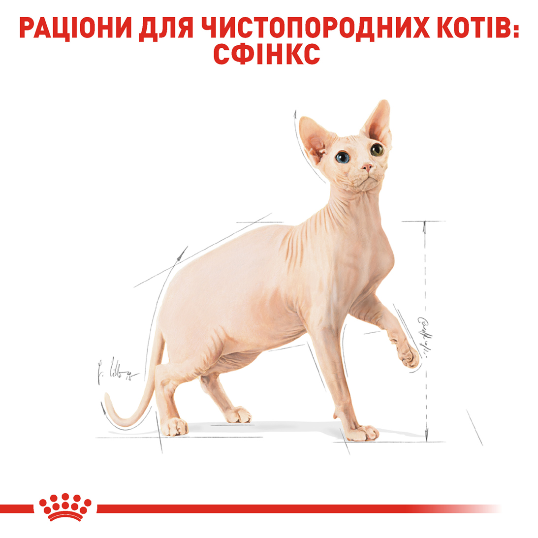 Сухий корм Royal Canin Sphynx для котів породи Сфінкс 400г