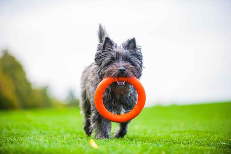 Collar PitchDog Іграшки для собак Кільце для ігор та апортування помаранчеве 28 см
