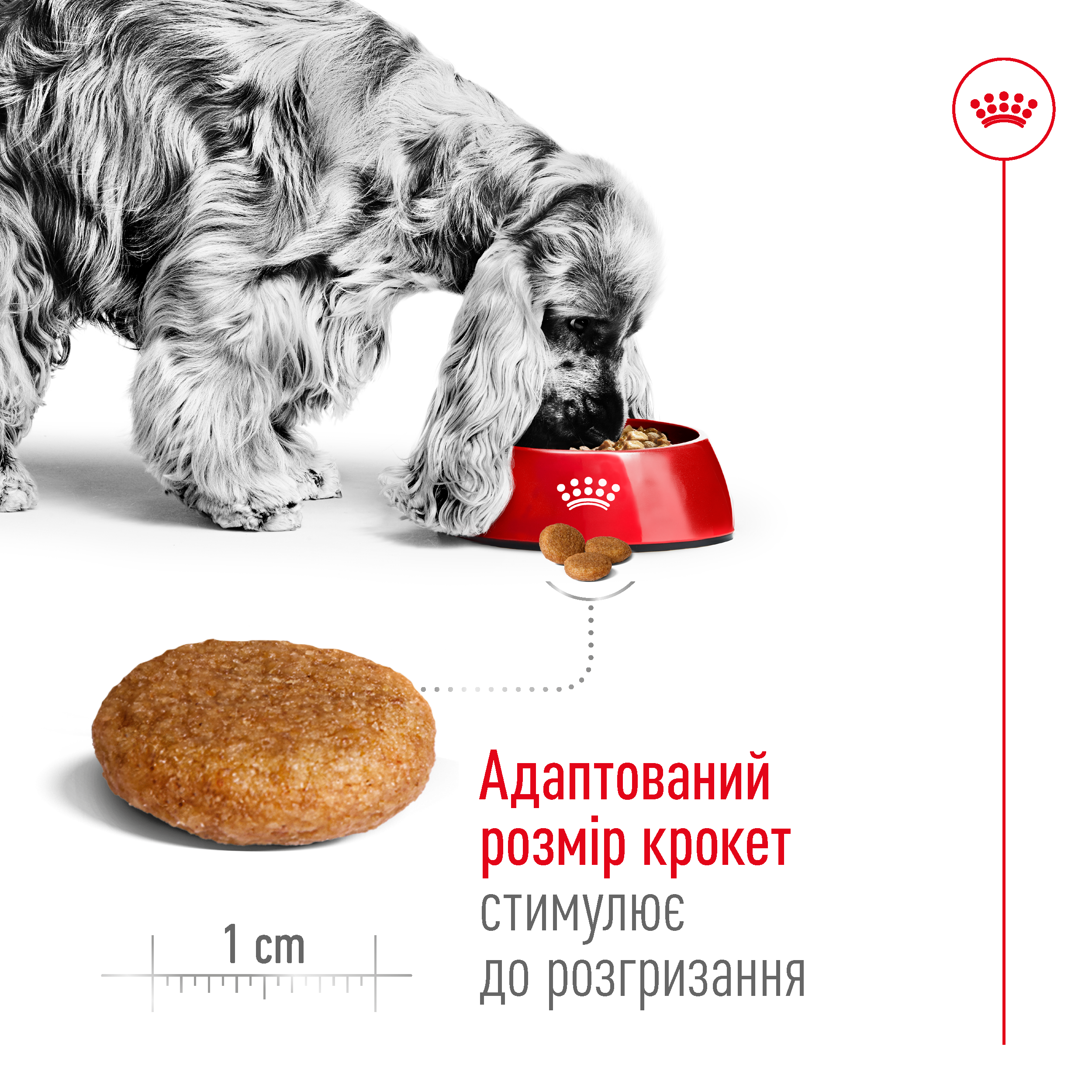 Сухий корм Royal Canin Medium Adult для собак середніх порід 1кг