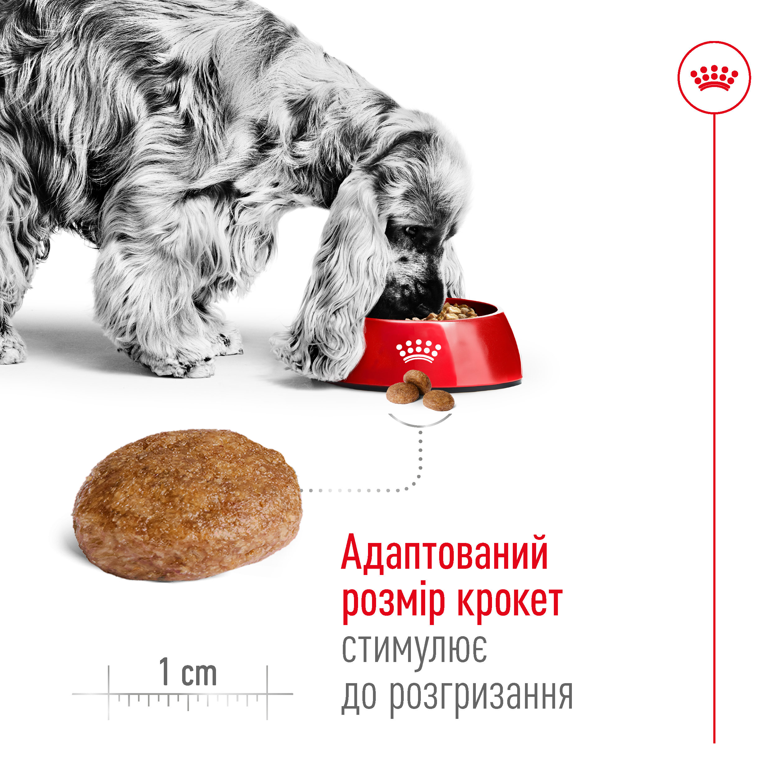 Сухий корм Royal Canin Medium Adult 7+ для собак середніх порід старше 7 років 4кг