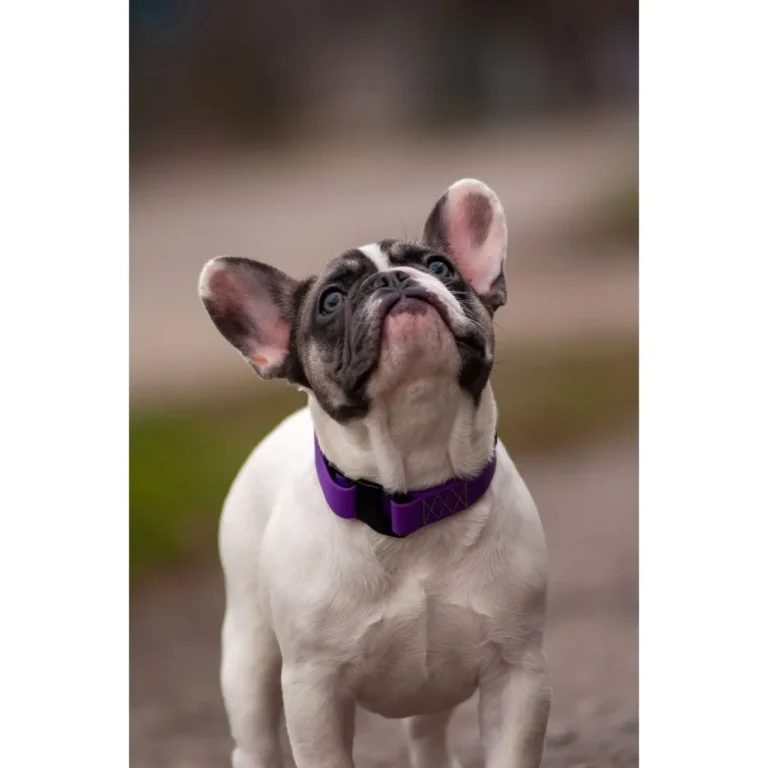 Collar Evolutor Нашийник для собак фіолетовий, 25-70 см