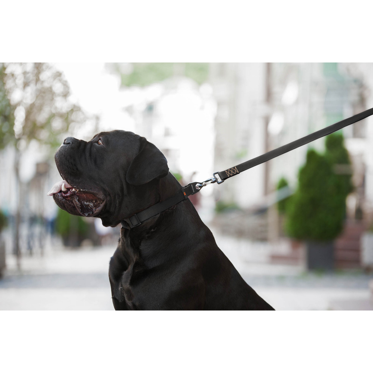 Collar Evolutor Повідець Еволютор для собак 25 мм,120 см,Чорний