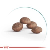 Сухий корм Royal Canin Ageing 11+ для зрілих котів від 11 років,2 кг