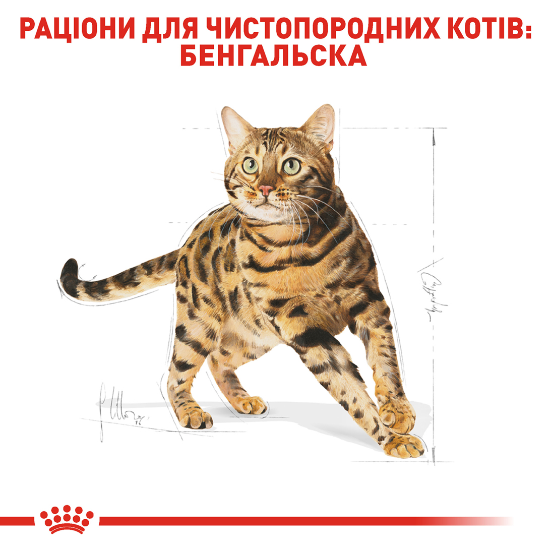 Сухий корм Royal Canin Bengal для котів породи Бенгальська 2кг