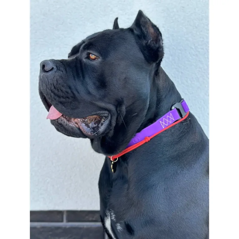 Collar Evolutor Нашийник для собак фіолетовий, 25-70 см