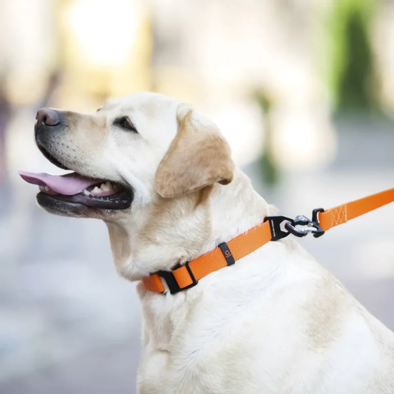 Collar Evolutor Нашийник для собак помаранчевий, 25-70 см