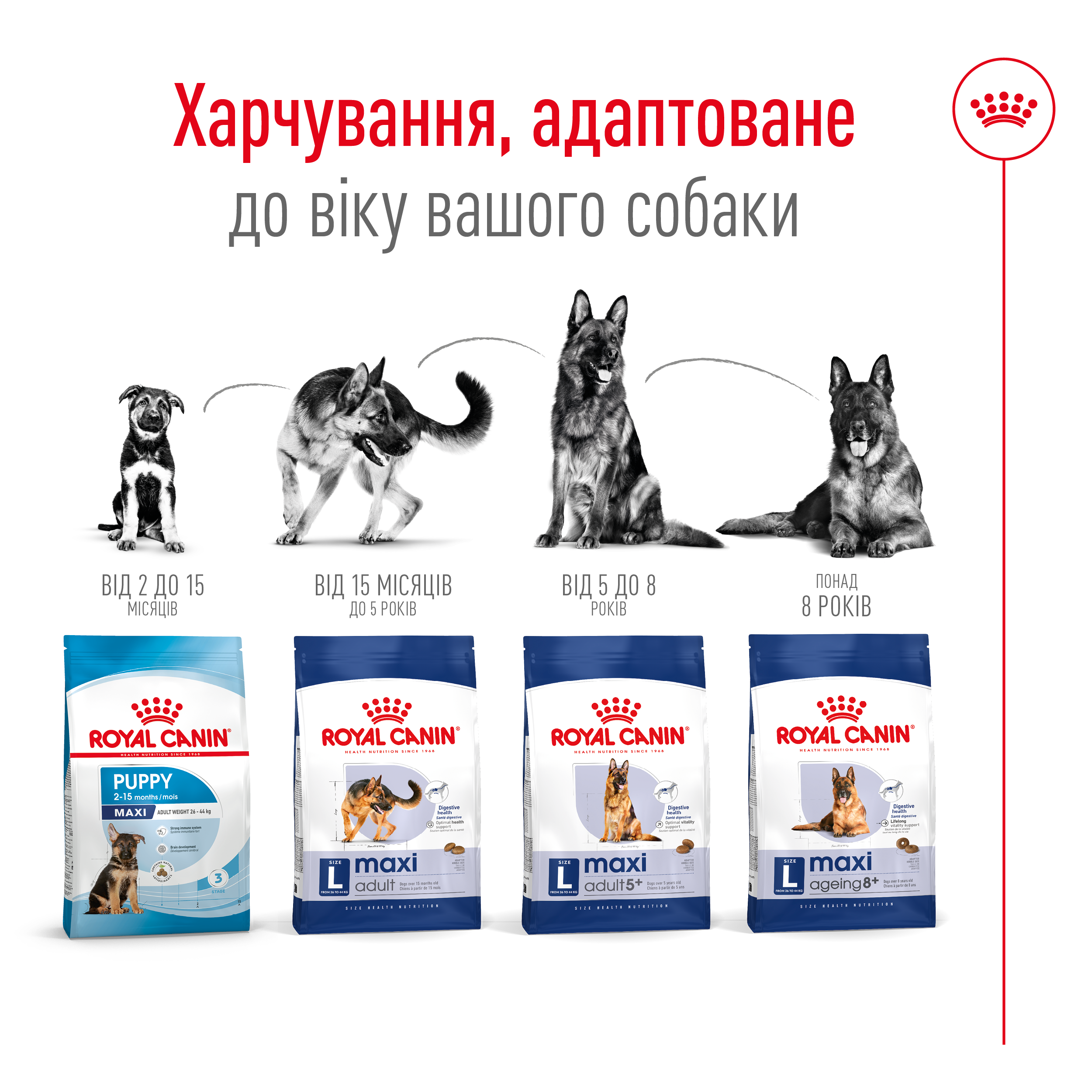 Сухий корм Royal Canin Maxi Adult для собак великих порід 15кг