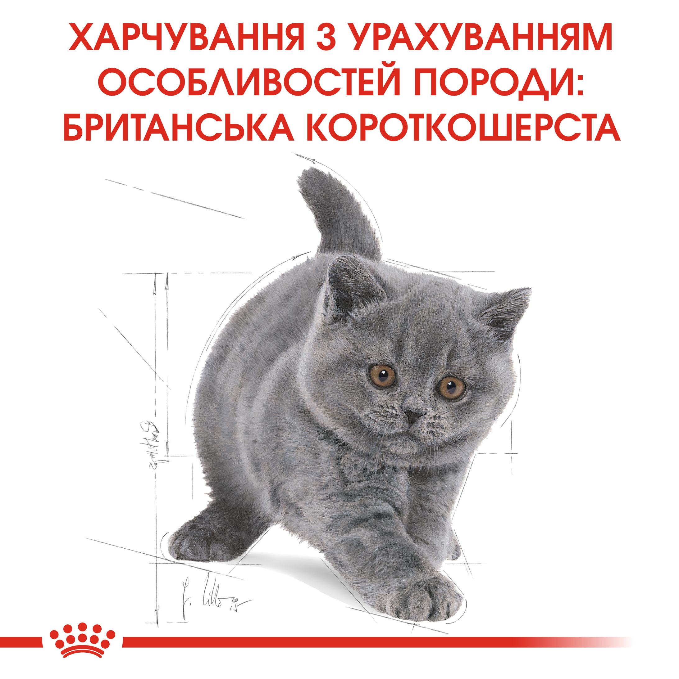 Сухий корм Royal Canin British Shorthair Kitten для кошенят породи Британська короткошерстна 2кг