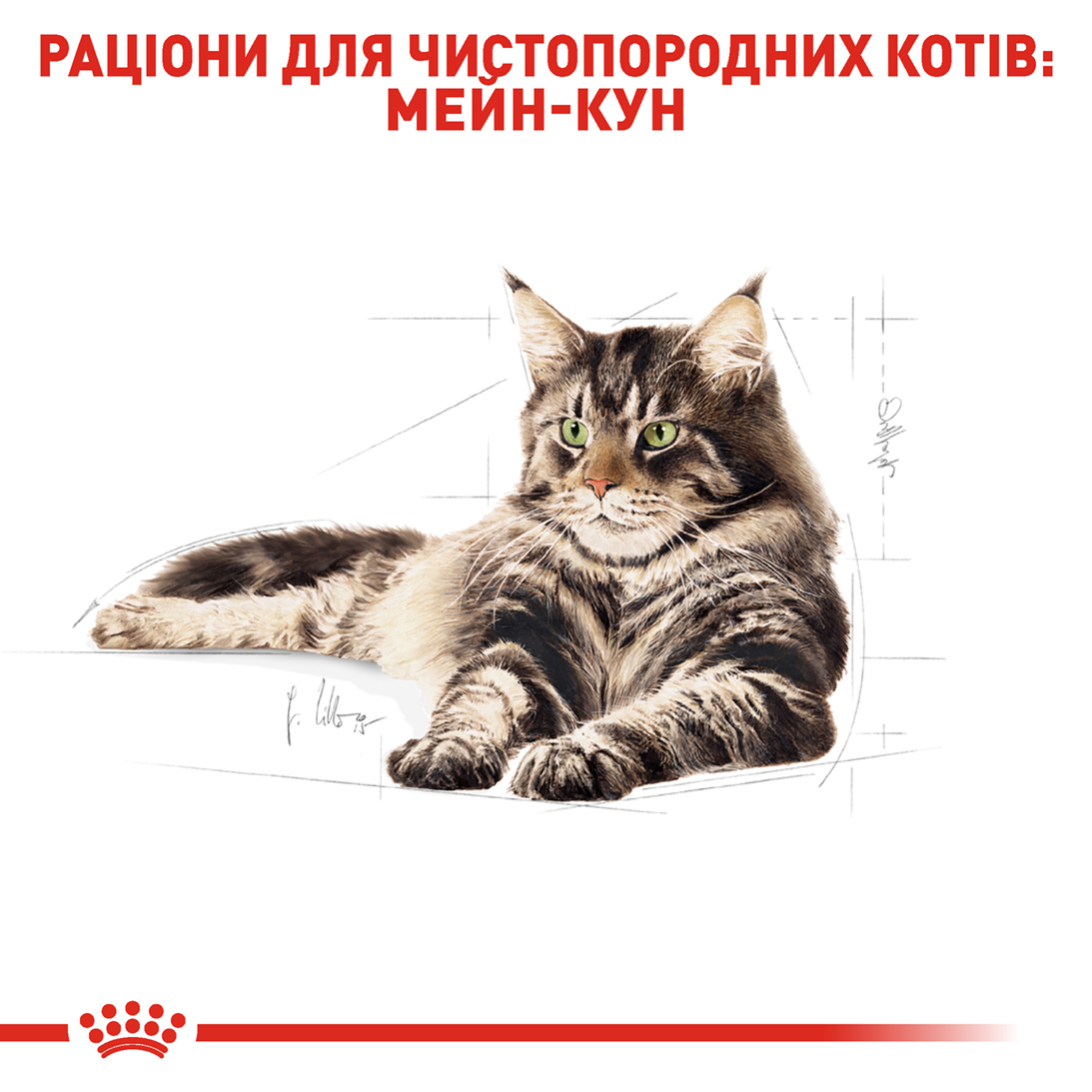 Сухий корм Royal Canin Maine Coon Adult для котів породи Мейн Кун 400г