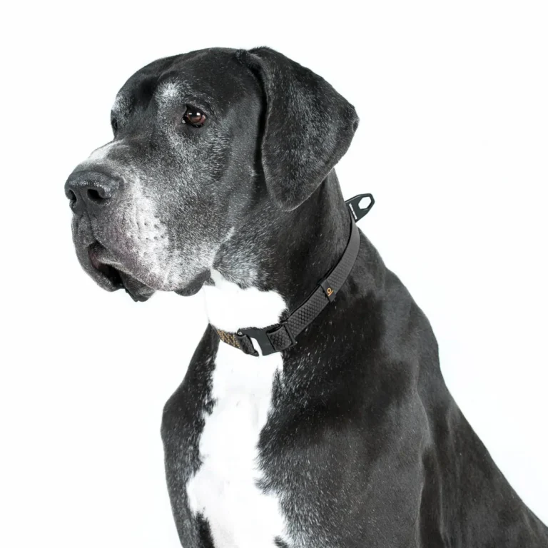 Collar Evolutor Нашийник для собак чорний, 25-70 см