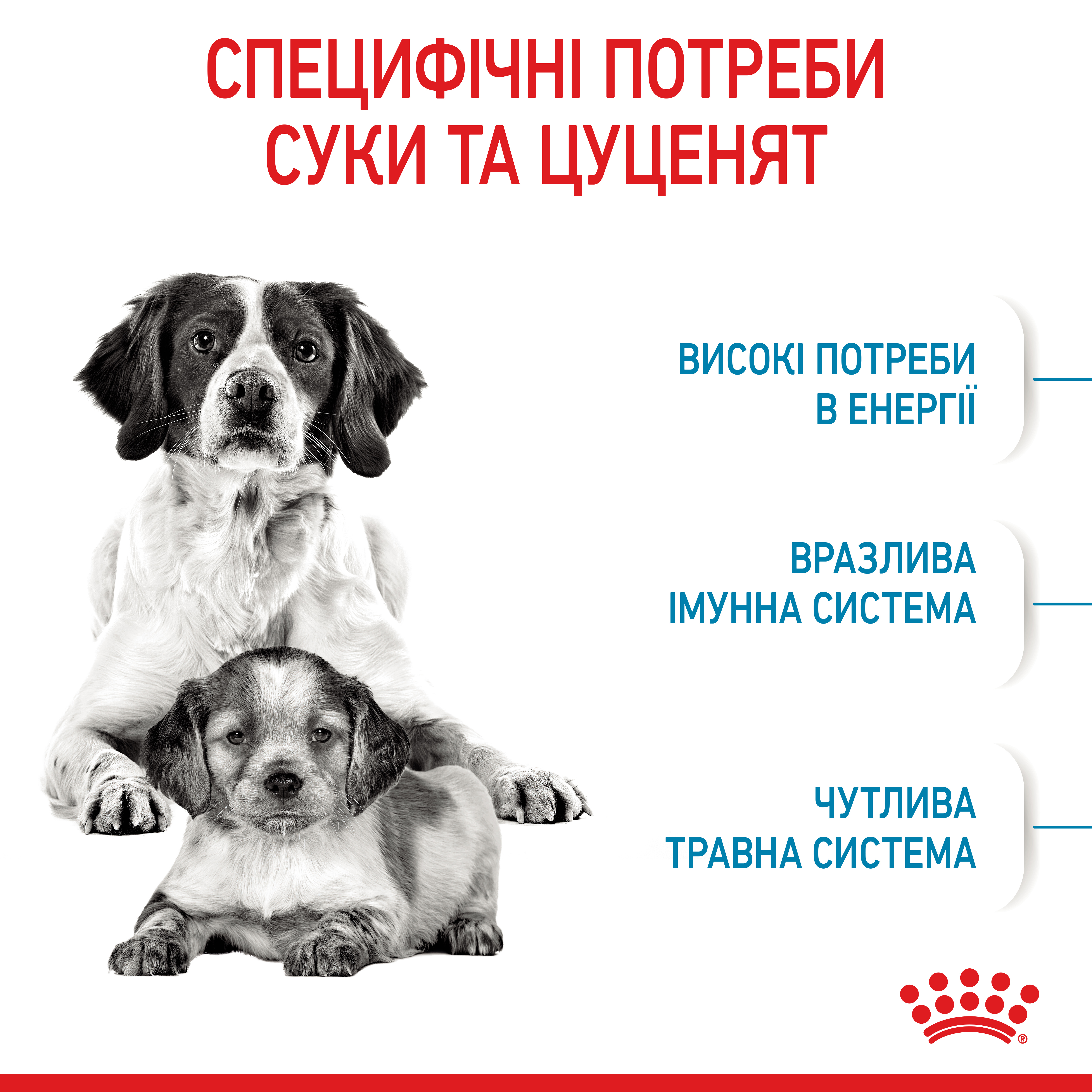 Сухий корм Royal Canin Medium Starter для цуценят середніх порід 1кг