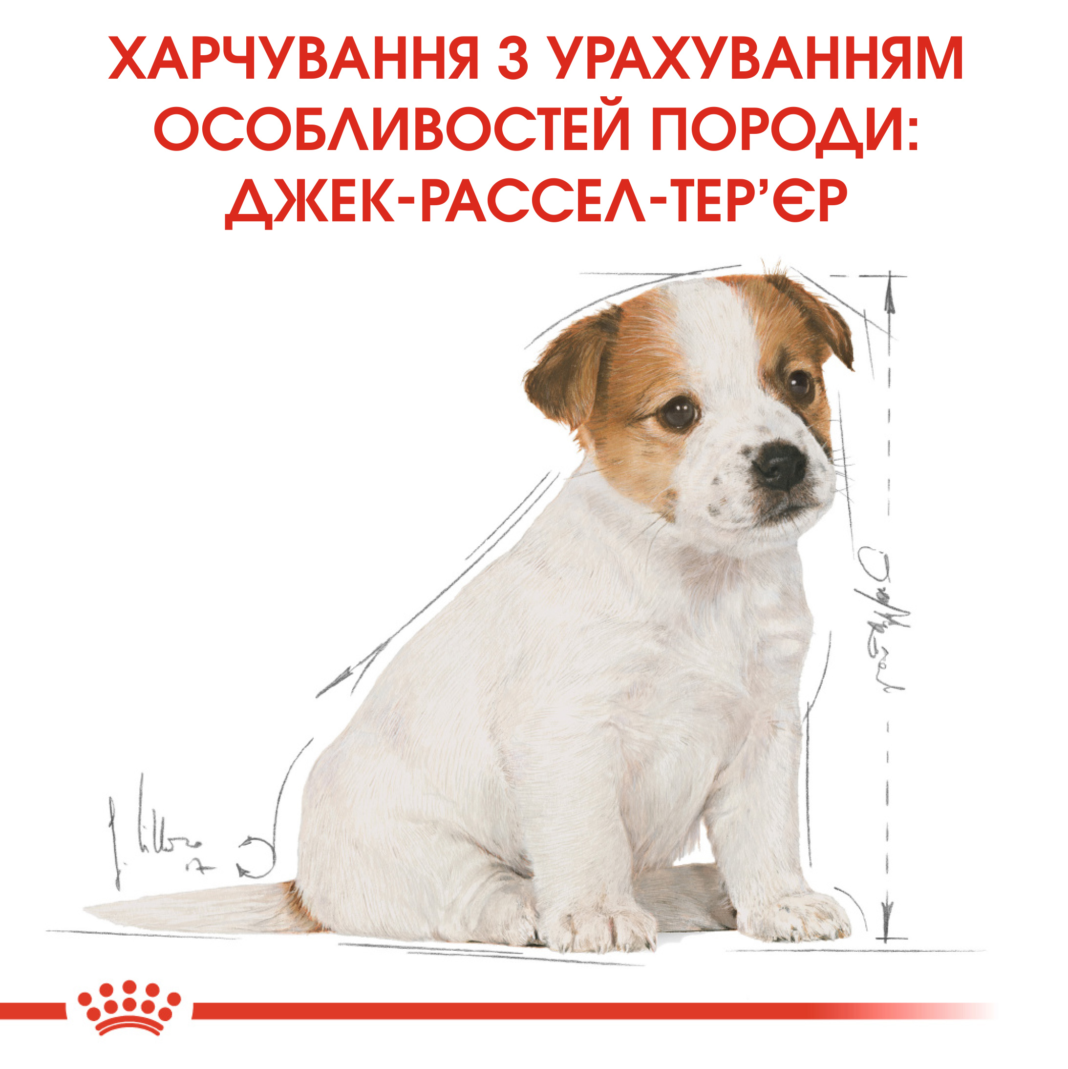 Сухий корм Royal Canin Jack Russel Terrier Junior для цуценят Джек-рассел-тер'єрів 1,5кг