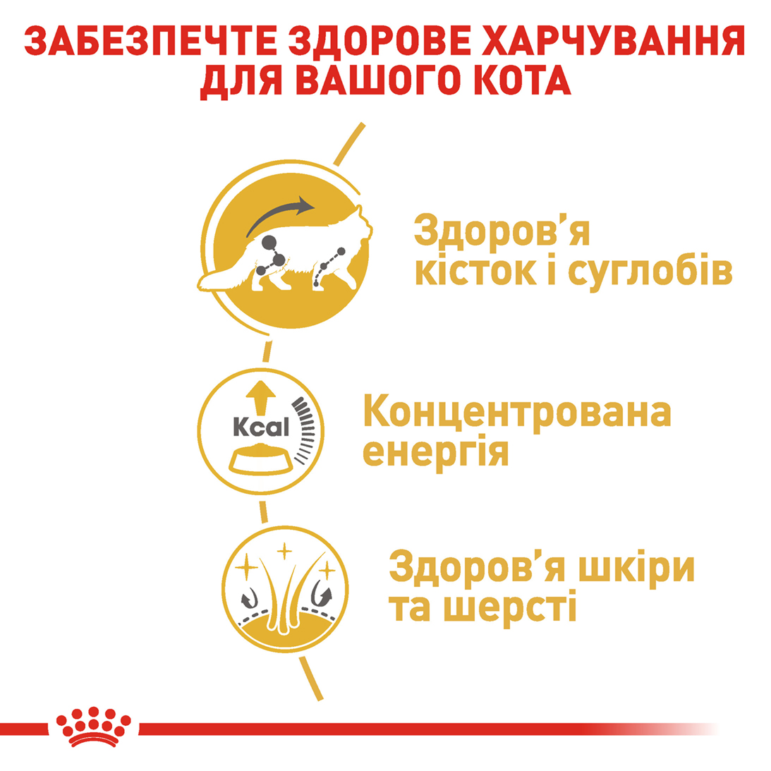 Вологий корм Royal CanIn Maine Coon для котів породи Мейн-кун