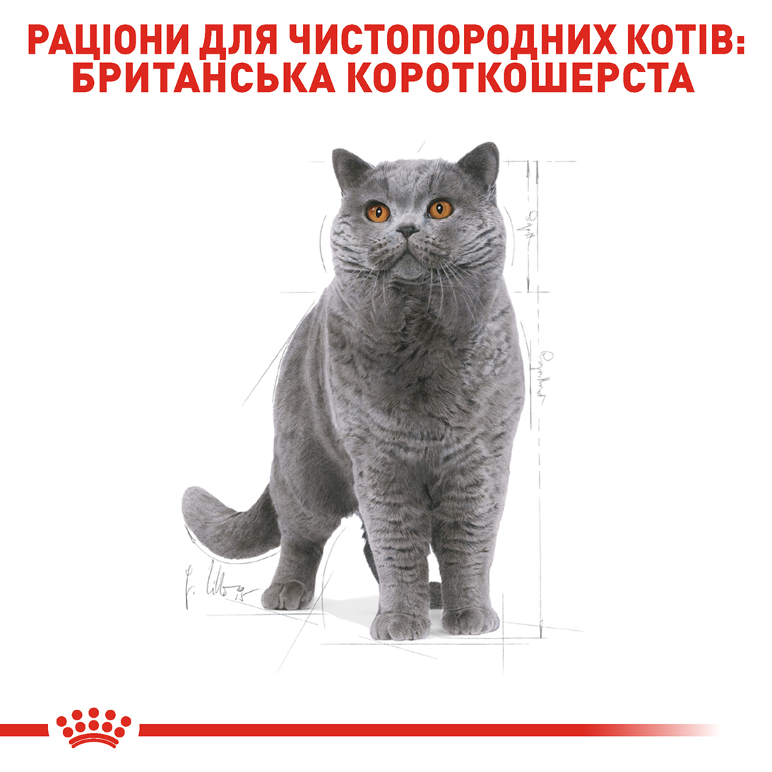 Сухий корм Royal Canin British Shorthair для котів породи Британська короткошерстна 4кг