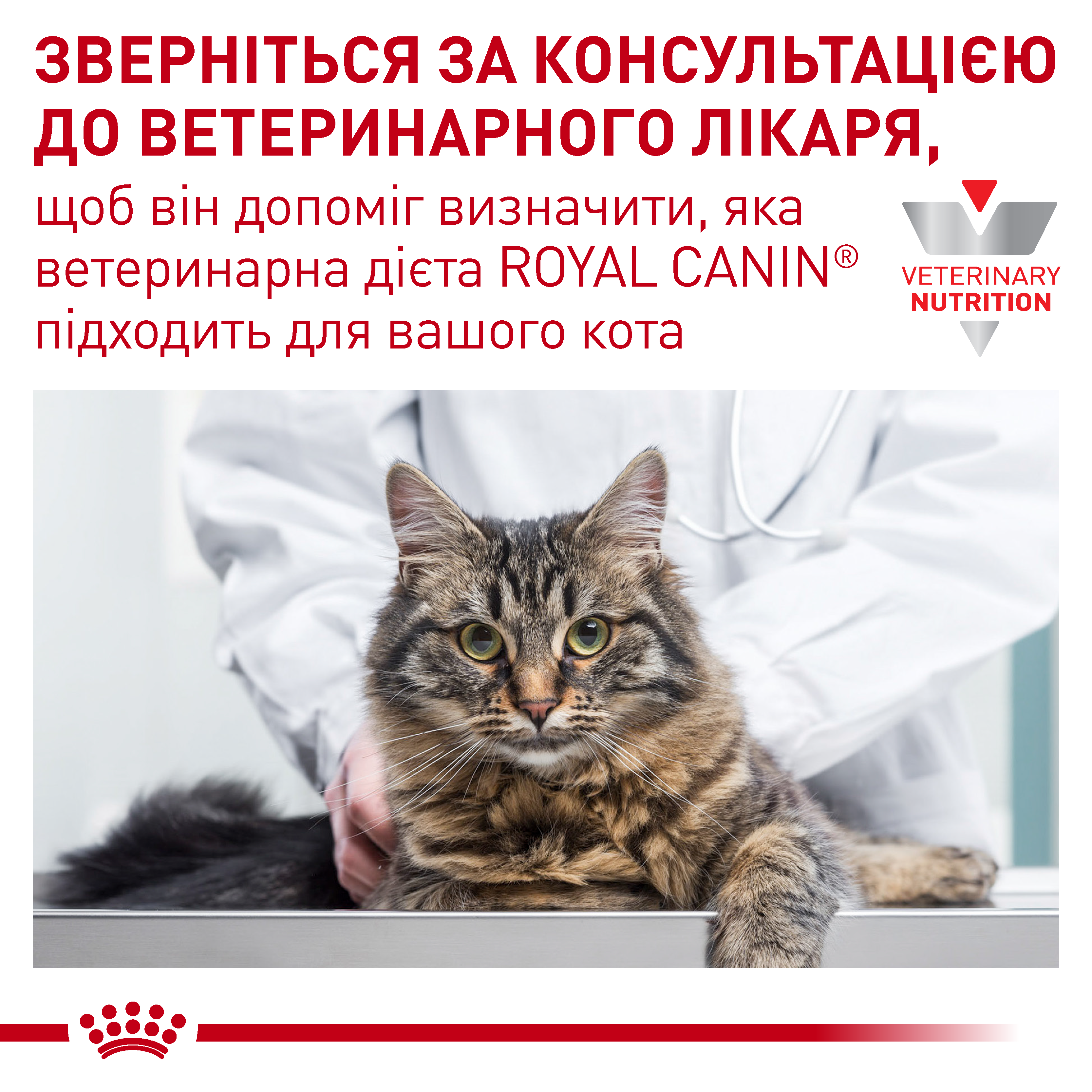 Сухий корм Royal Canin Mobility Feline для котів при захворюваннях суглобів 2кг