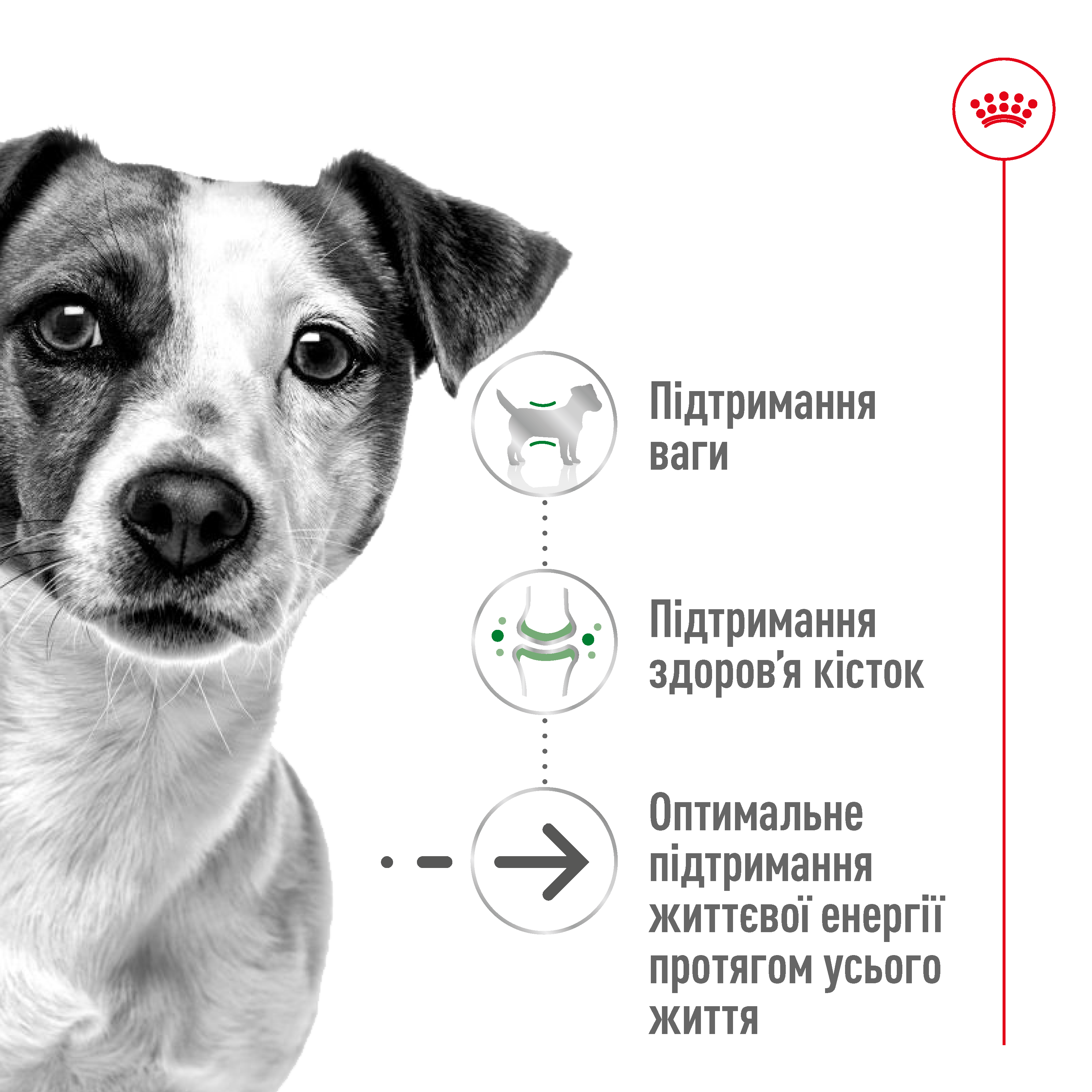 Сухий корм Royal Canin Mini Ageing +12 для собак дрібних порід похилого віку 800г