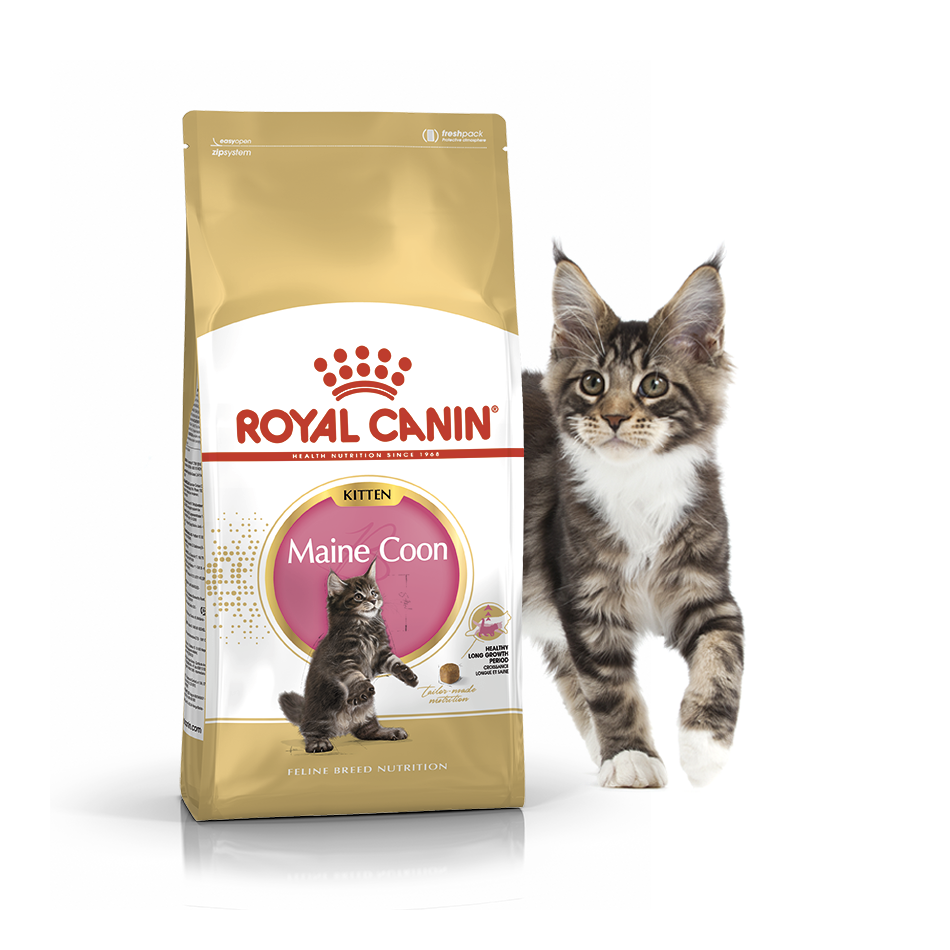 Сухий корм Royal Canin Maine Coon Kitten для кошенят мейн-кунів 400г