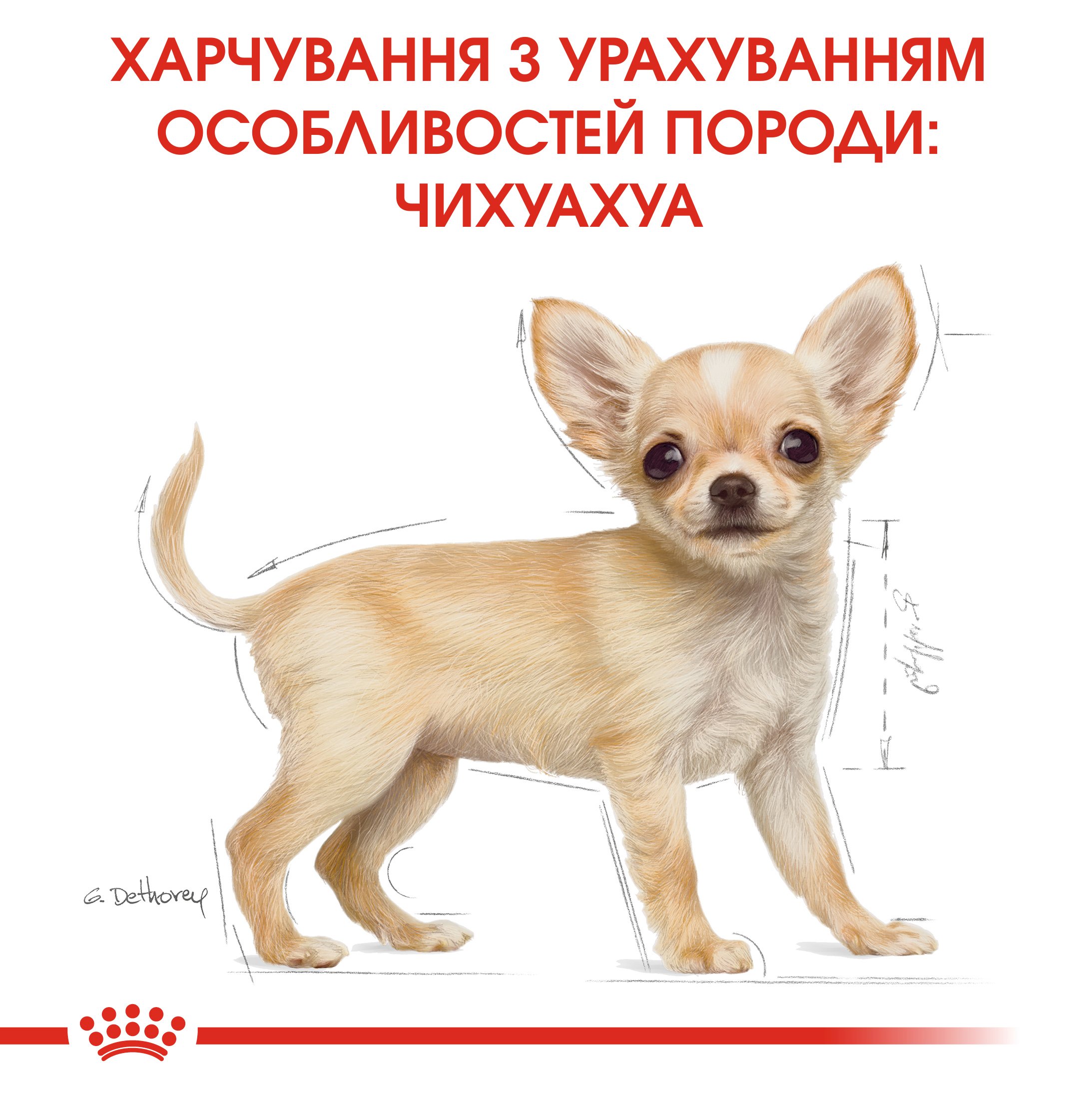 Сухий корм Royal Canin Chihuahua Puppy для цуценят чихухуа 1,5кг