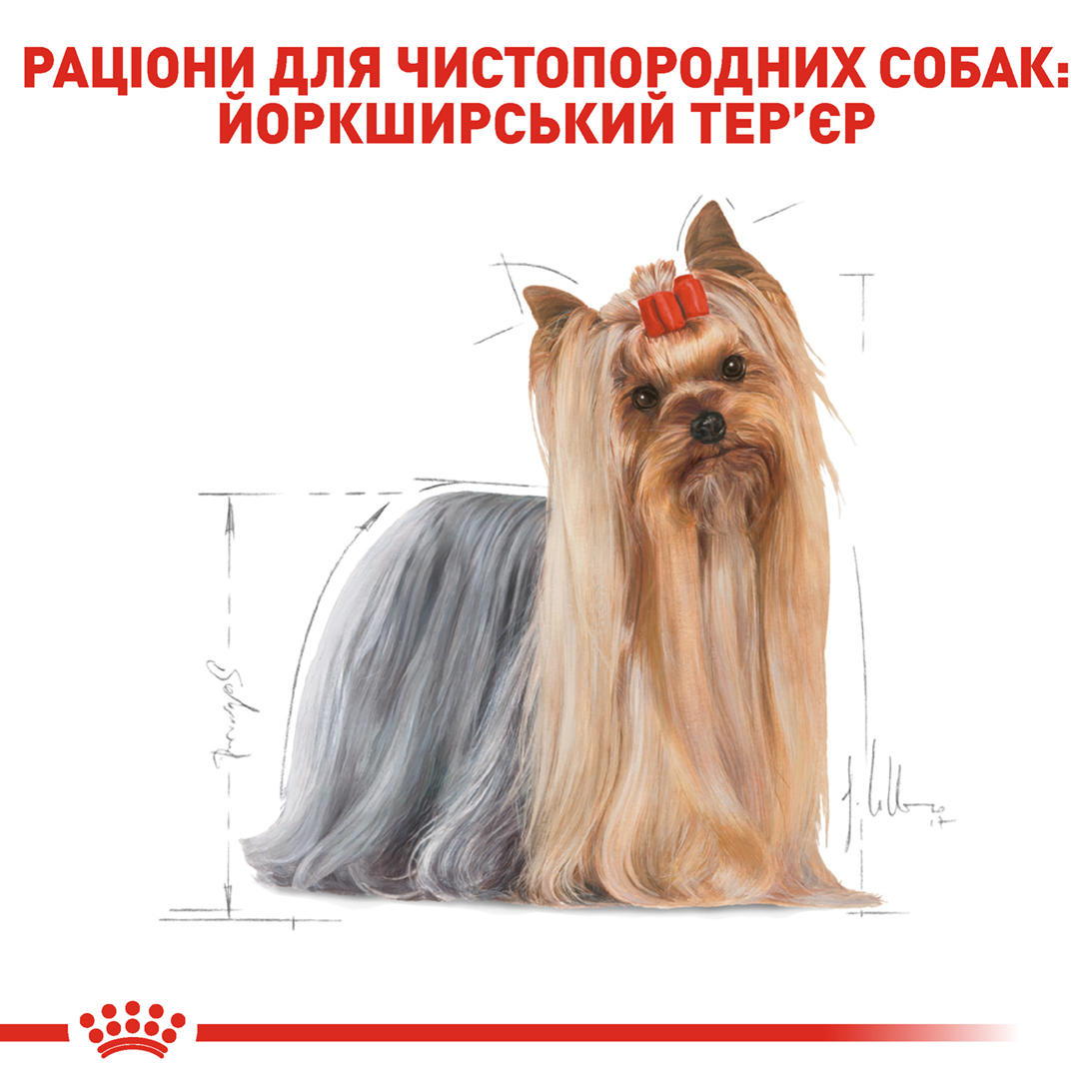 Вологий корм Royal Canin Yorkshire Terrier для собак породи йоркширський тер'єр