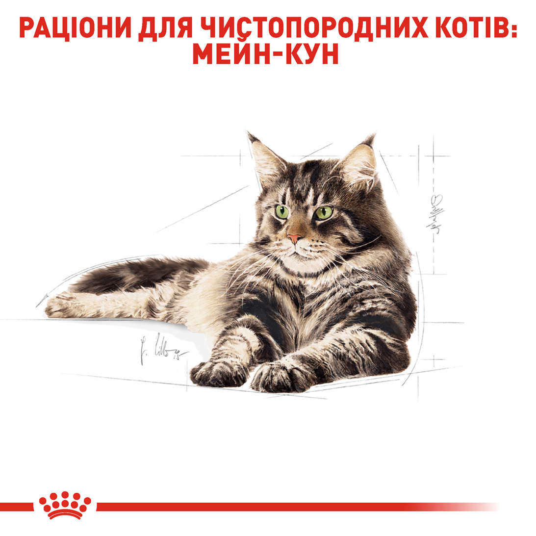 Вологий корм Royal CanIn Maine Coon для котів породи Мейн-кун