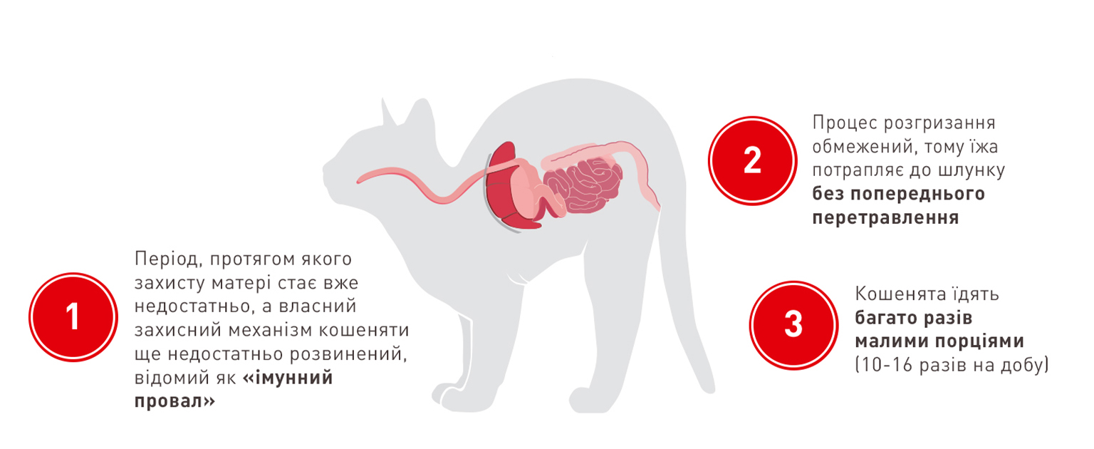 Сухий корм Royal Canin Kitten для кошенят віком від 4 до 12 місяців 4кг