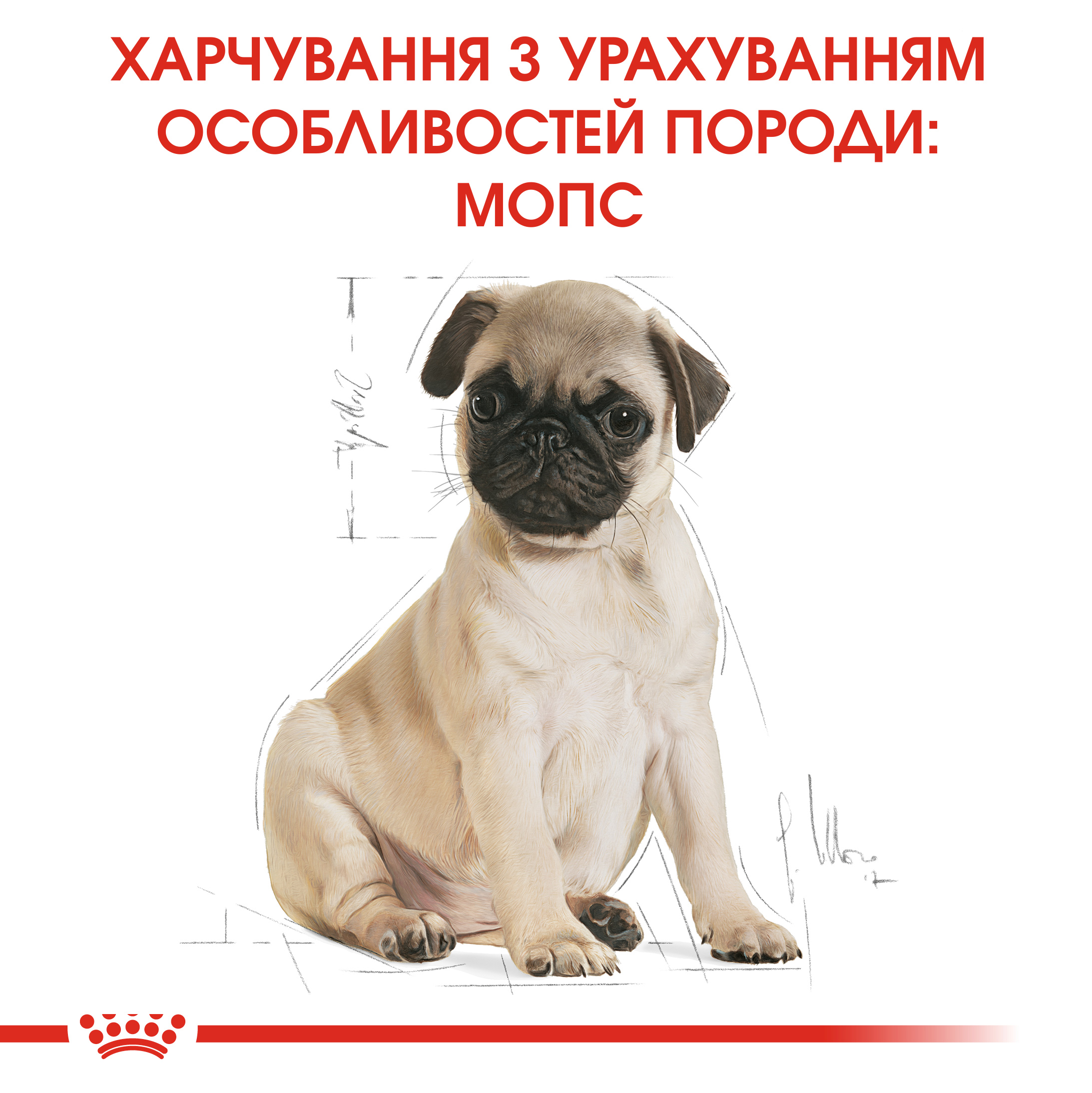 Сухий корм Royal Canin Pug Puppy для цуценят породи Мопс 1,5кг