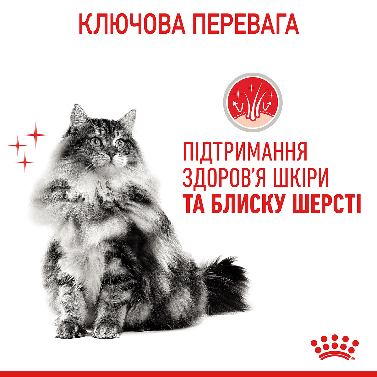 Вологий корм Royal Canin Hair & Skin Care для котів
