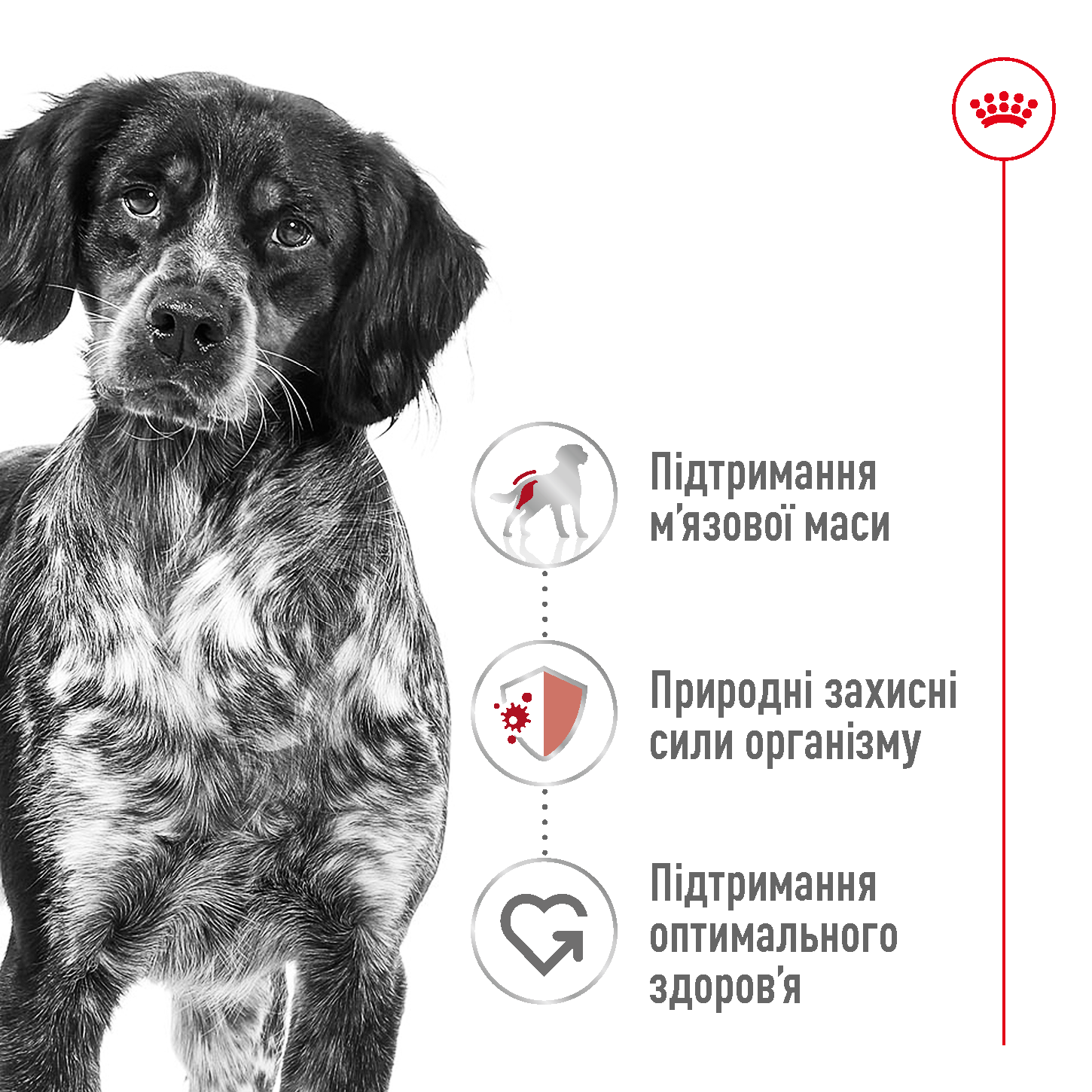 Сухий корм Royal Canin Medium Adult для собак середніх порід 1кг