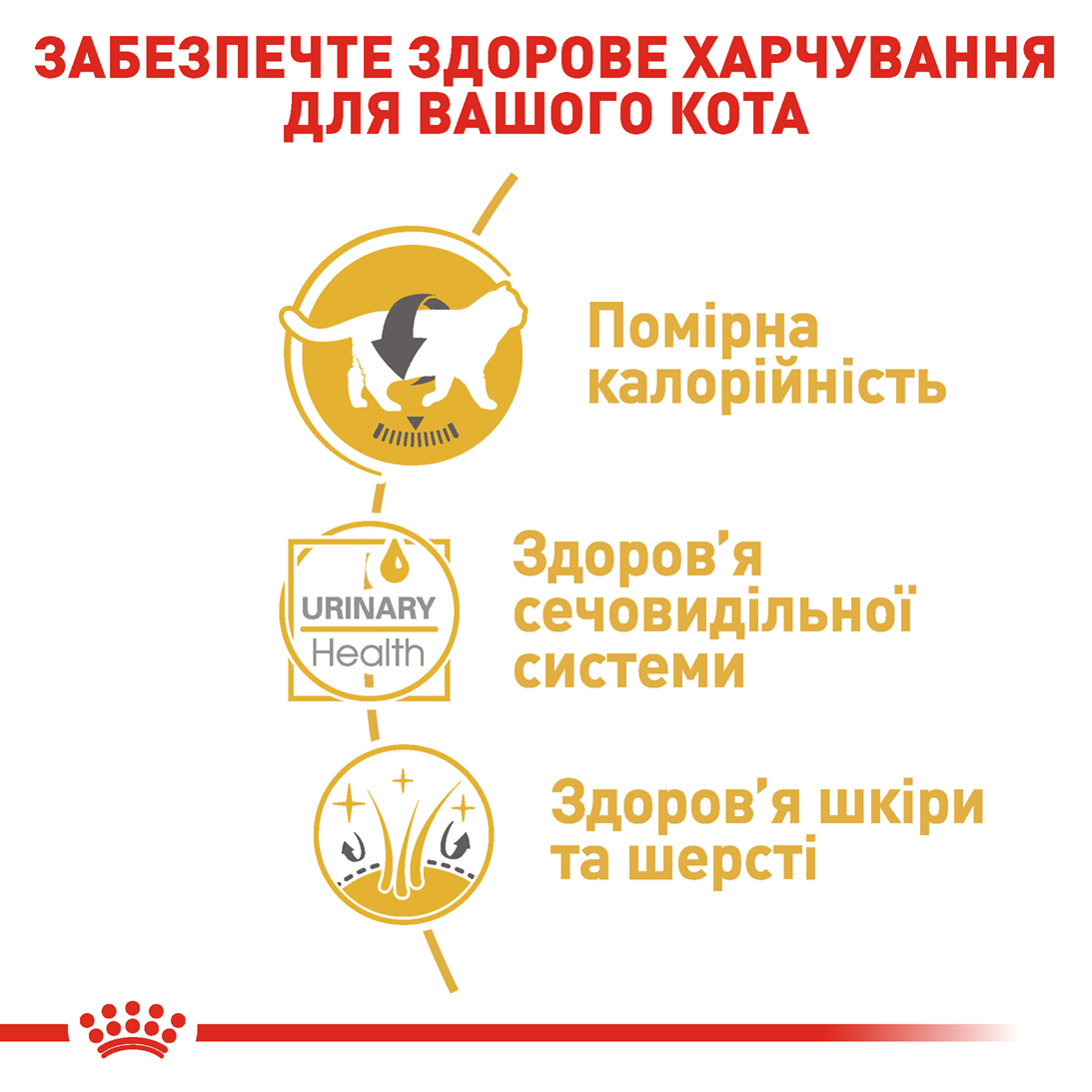 Вологий корм Royal Canin British Shorthair для котів породи Британська короткошерстна