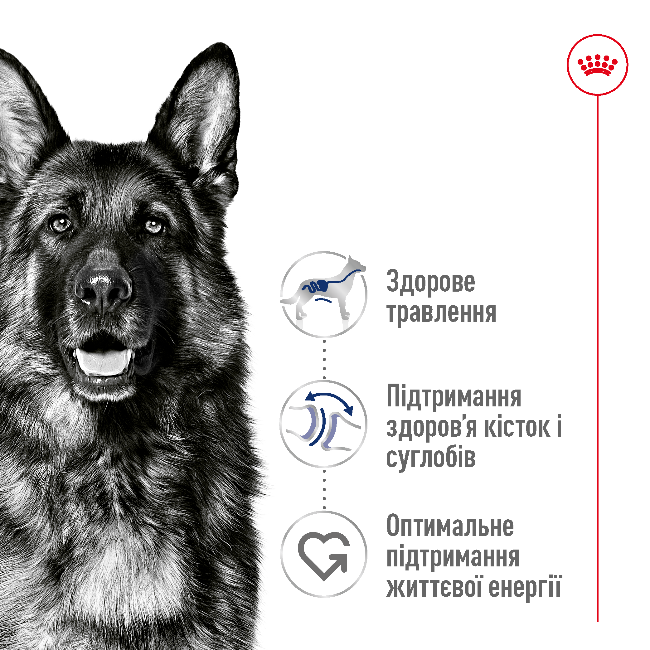 Сухий корм Royal Canin Maxi Adult для собак великих порід 15кг