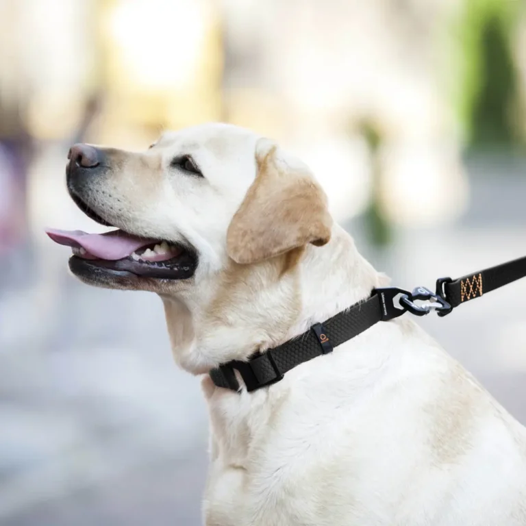 Collar Evolutor Нашийник для собак чорний, 25-70 см