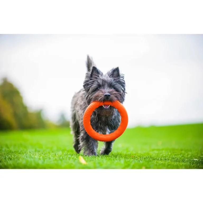 Collar PitchDog Іграшки для собак Кільце для ігор та апортування помаранчеве 20 см