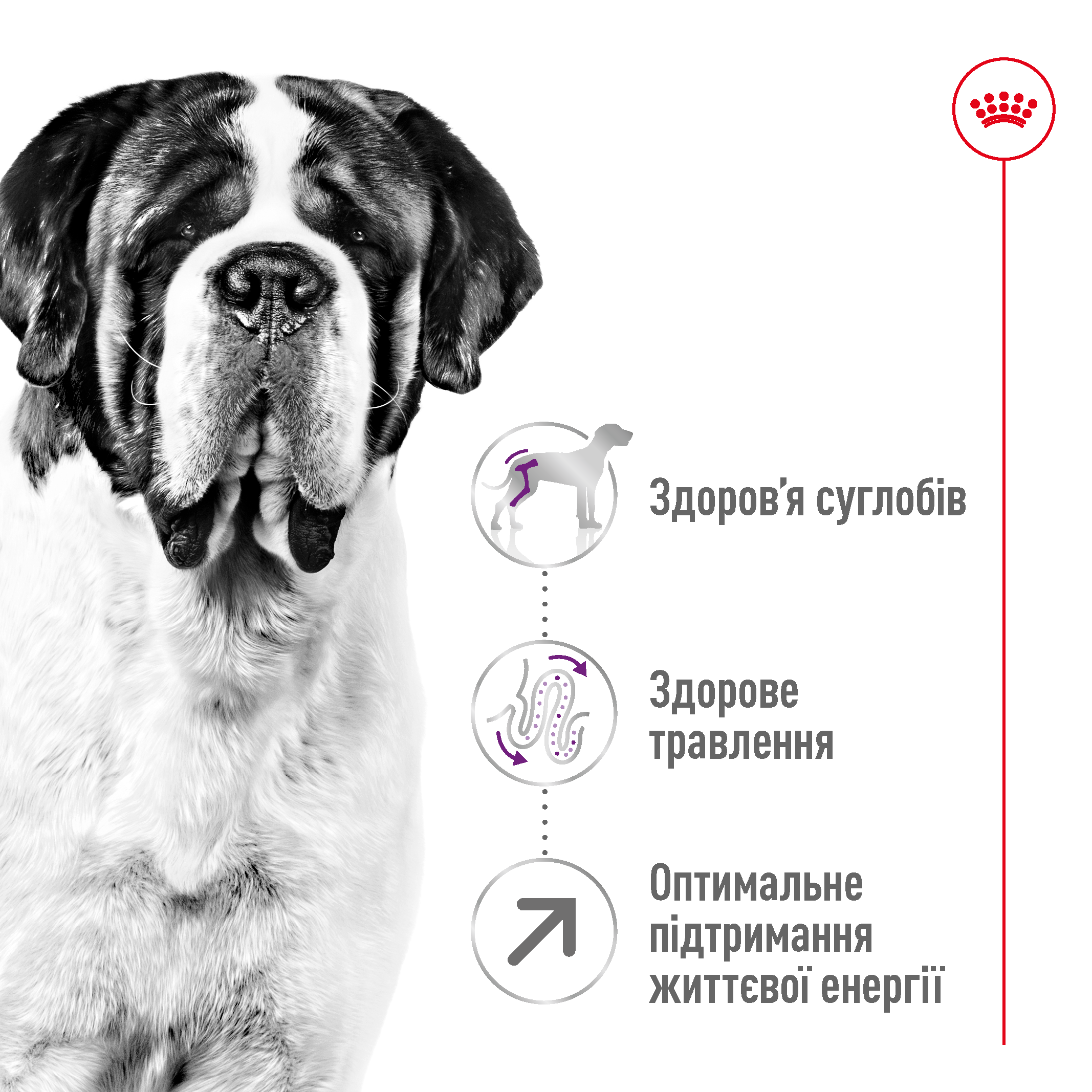 Сухий корм Royal Canin Giant Adult для собак гігантських порід 4кг